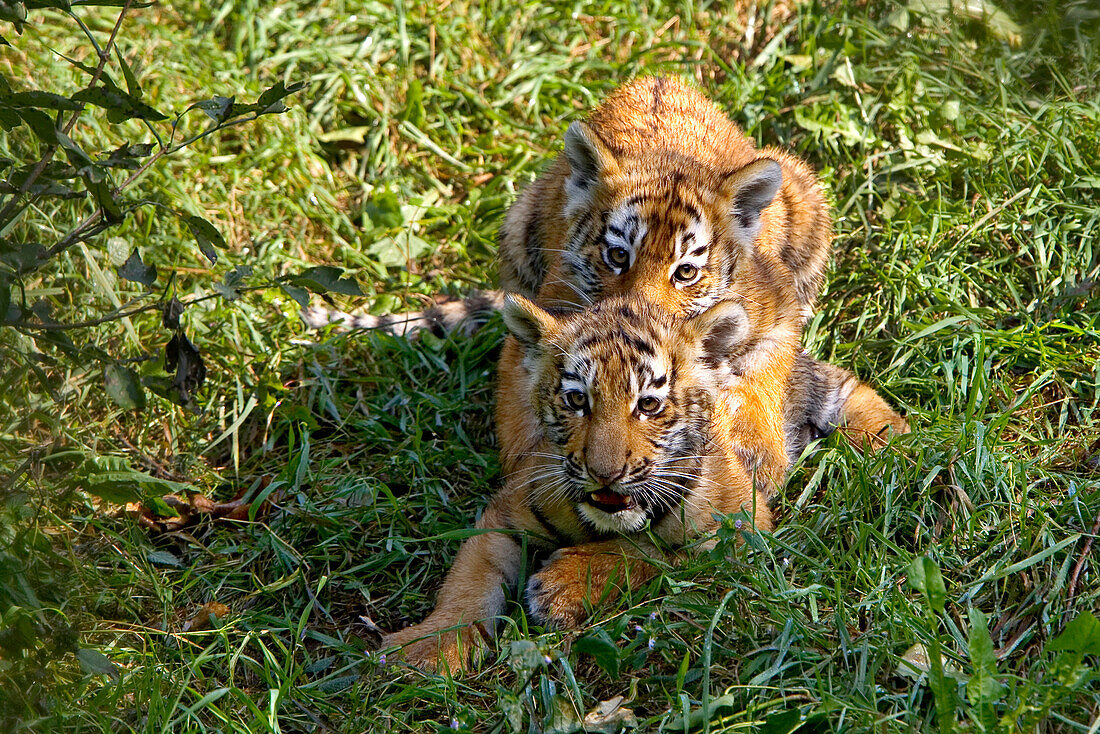 Junge Sibirische Tiger Spielen Im Gras Bild Kaufen Lookphotos