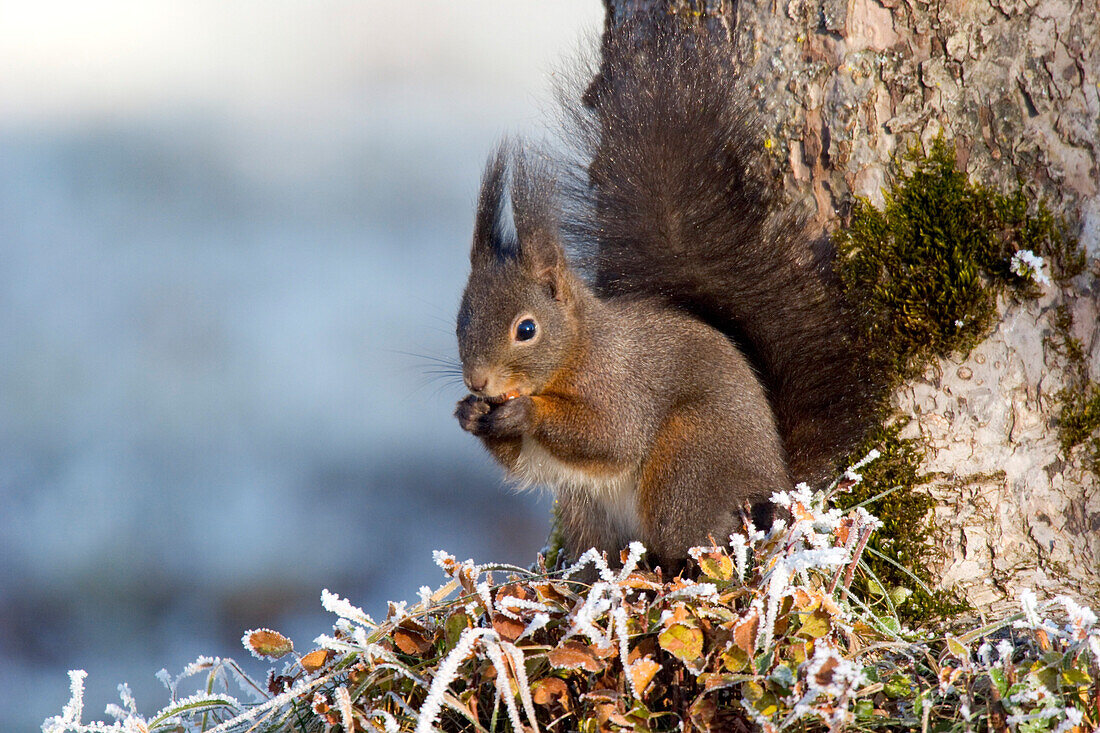 Red Squirrel eating Hazelnut, winter, Bavaria, Germany, Sciurus vulgaris