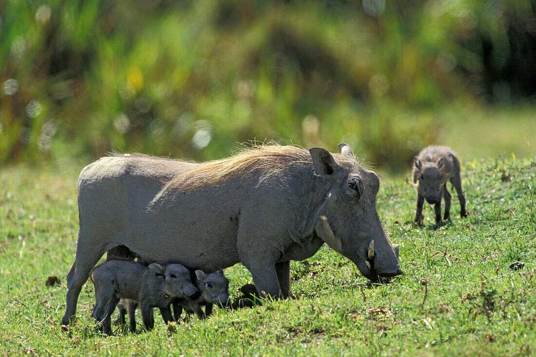 Warthog with babies, Phacochoerus aethiopicus, Serengeti, Tanzania, Africa