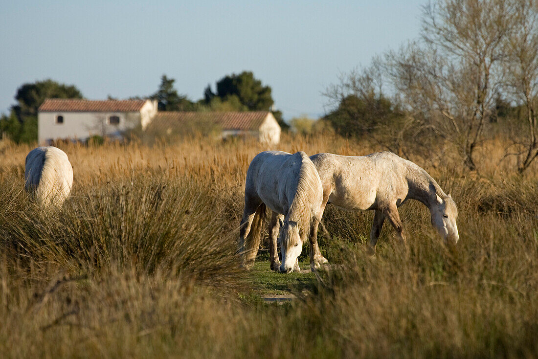 Camarguepferde, Camargue, Südfrankreich, Frankreich