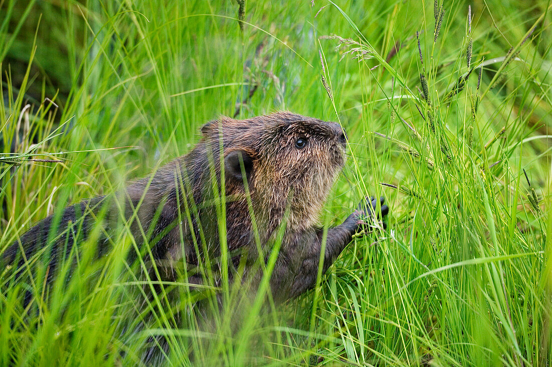 Beaver eating grass, Castor fiber, Alaska, USA