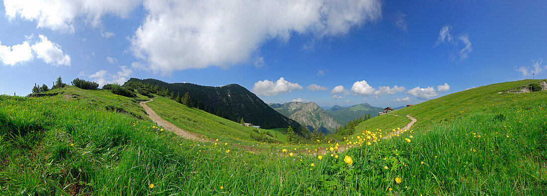 Weg vom Hirschberghaus zum Hirschberg mit Ochsenkamp und Fockenstein, Trollblumen im Vordergrund, Bayerische Voralpen, Bayerische Alpen, Oberbayern, Bayern, Deutschland