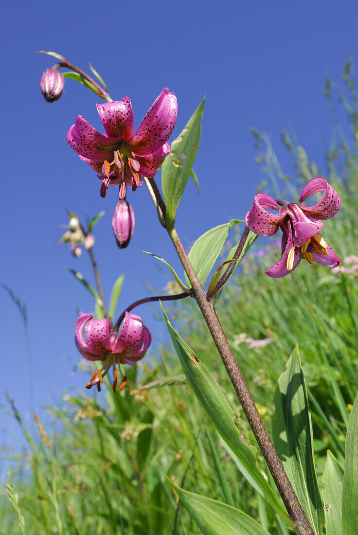 Martagon lily, Hochgern, Chiemgau range, Chiemgau, Bavaria, Germany