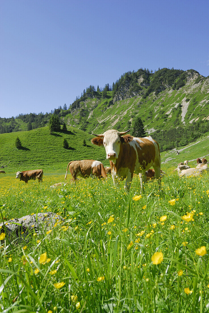 Cattle on alpine pasture, Hochgern, Chiemgau range, Chiemgau, Bavaria, Germany