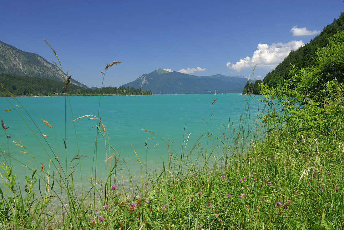 Lake Walchensee with mount Jochberg, Bavarian foothills, Bavaria, Germany