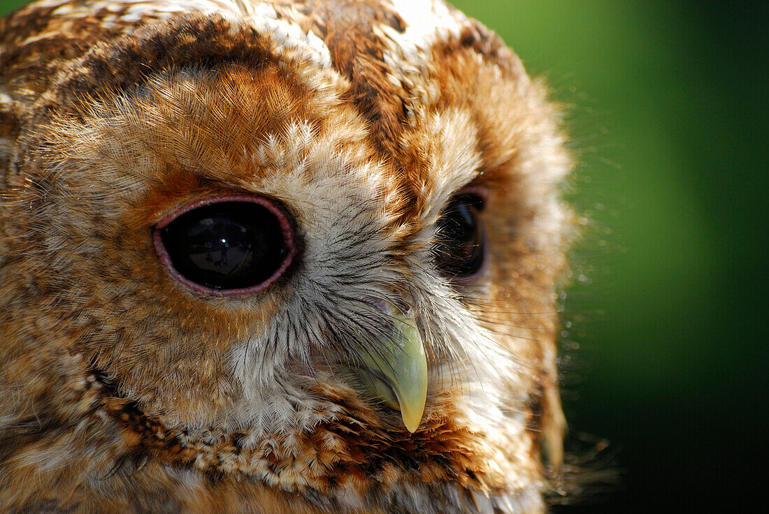 tawny owl, brown owl, portrait, Strix aluco