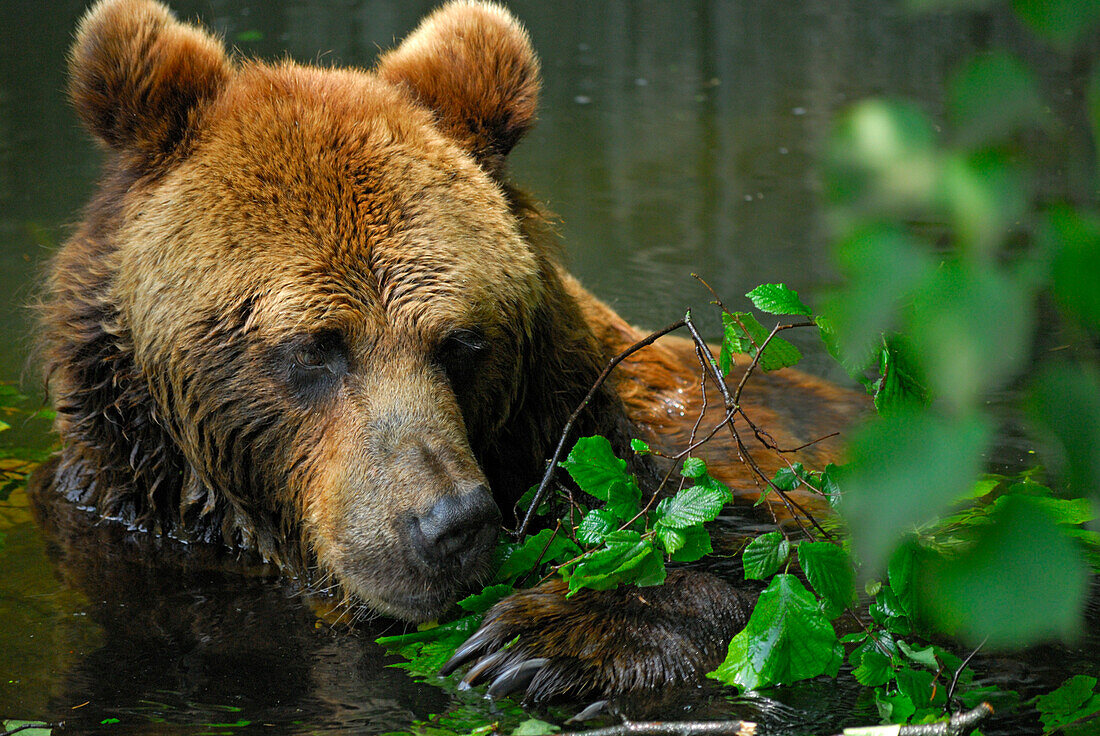 Braunbär, Portrait, im Wasser schwimmend, Ursus arctos