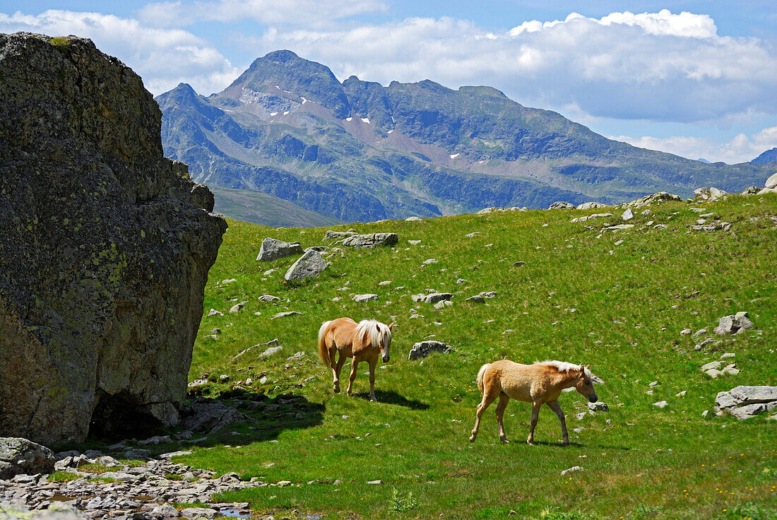 horses on alpine meadow, Haflinger, Sulzspitze, Sarntal range, South Tyrol, Alta Badia, Italy