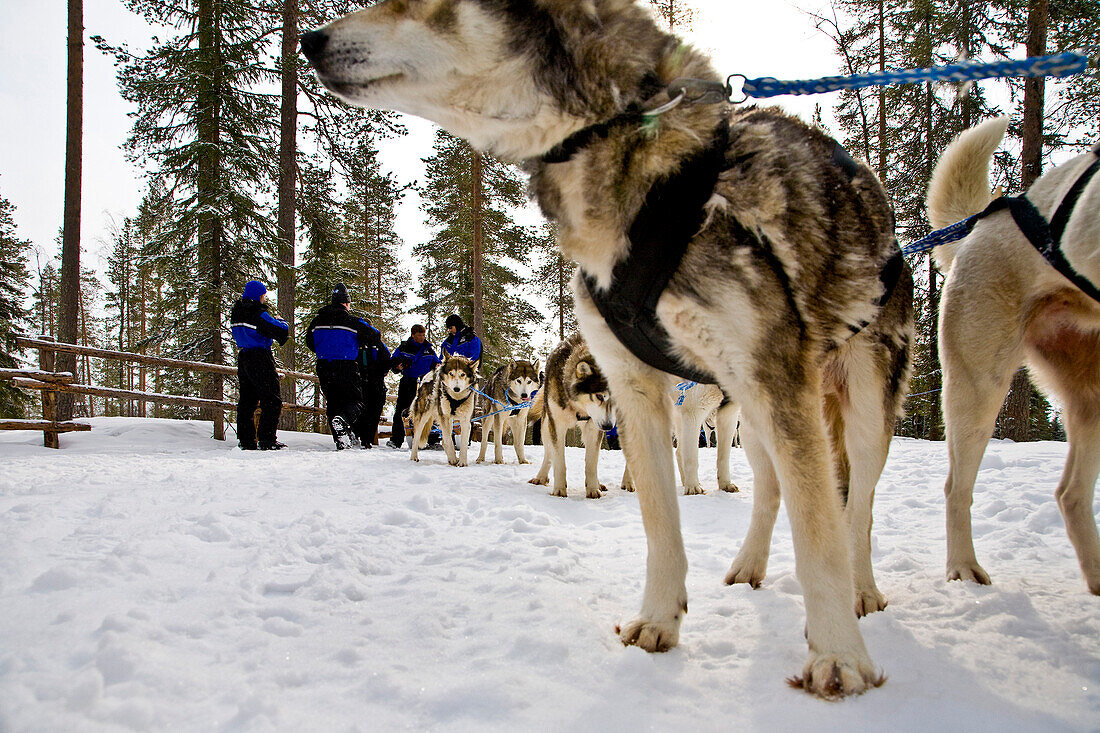 Husky, Schlittenhund, Rovaniemi, Lappland, Finnland, Europa