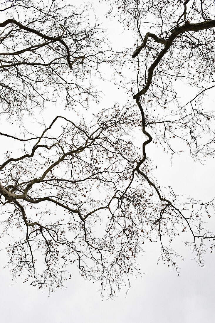 Bare trees in winter