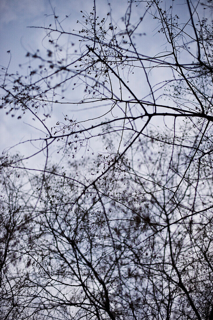 Bare trees in the winter season