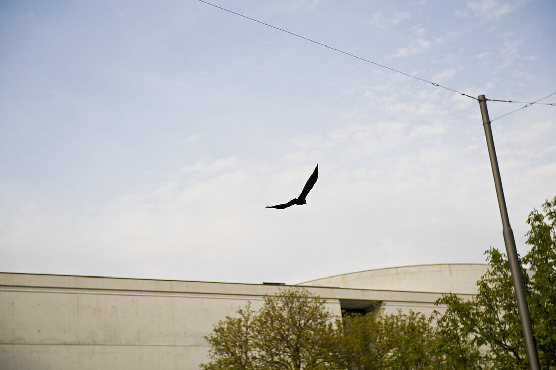 Bird flying over Pinakothek der Moderne, Munich, Bavaria, Germany