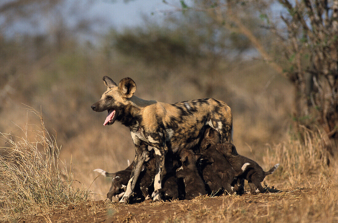 African Hunting Dogs (Lycaon pictus). Kruger National Park, South Africa
