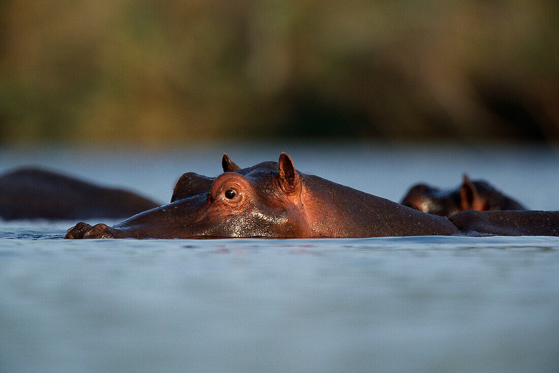 Hippopotamus (Hippopotamus amphibius). Kruger National Park, South Africa