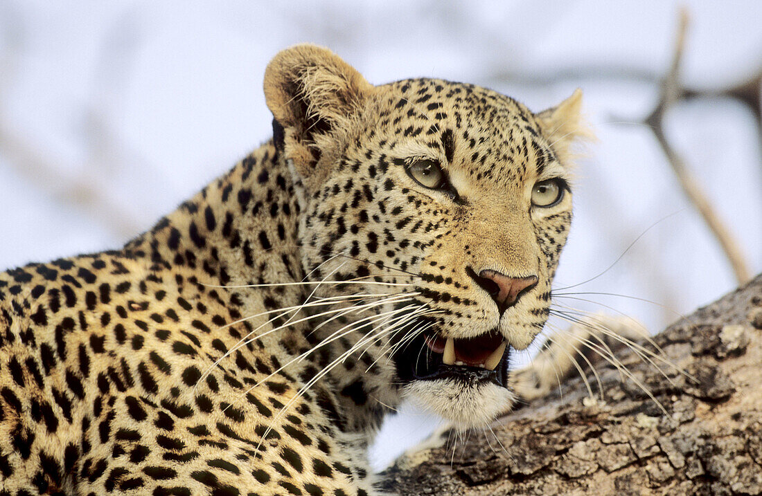 Leopard, Panthera pardus, Sabi Sabi Private Game Reserve, Greater Kruger National Park, South Africa