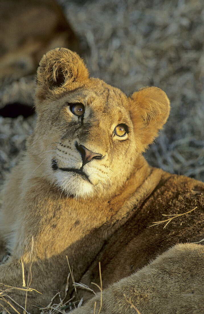 Lion Cub, Panthera leo, Sabi Sabi, Greater Kruger National Park, South Africa