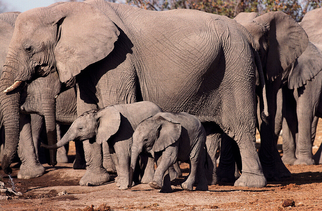 African Elephant (Loxodonta africana) and young. Etosha National Park, Namibia