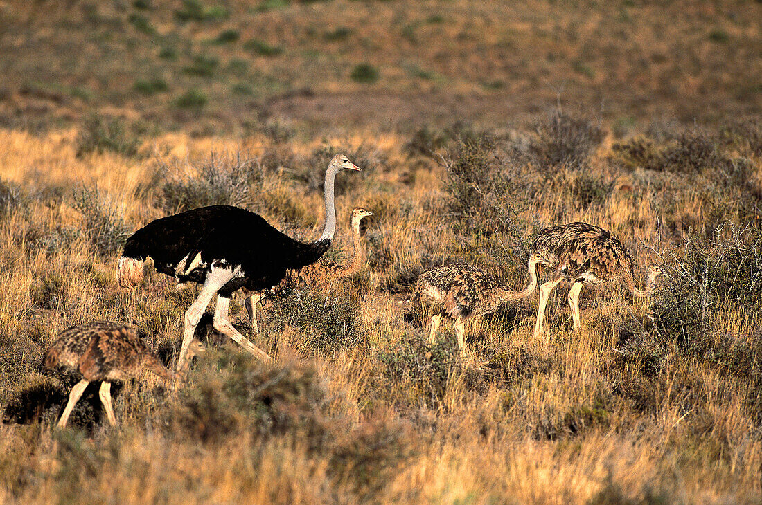 Ostrich (Struthio camelus), adult and chicks. Karoo National Park, South Africa