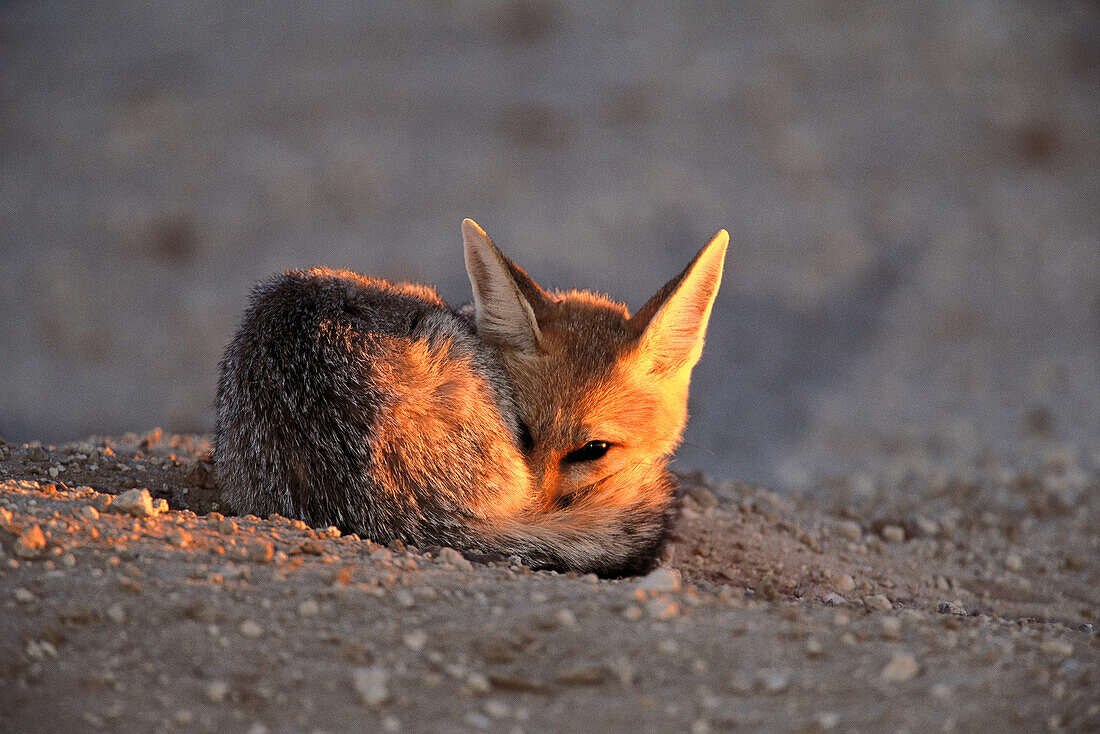Cape Fox (Vulpes chama). Kalahari-Gemsbok National Park, South Africa