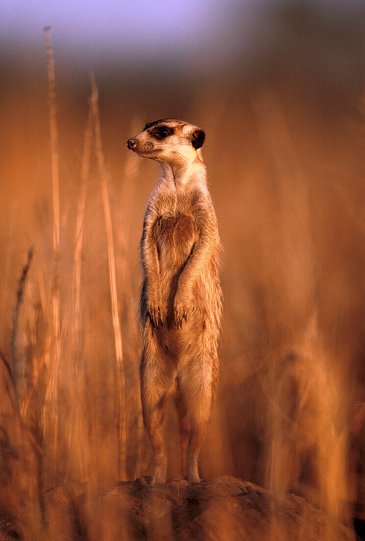 Meerkat (Suricata suricatta). Kalahari-Gemsbok National Park, South Africa