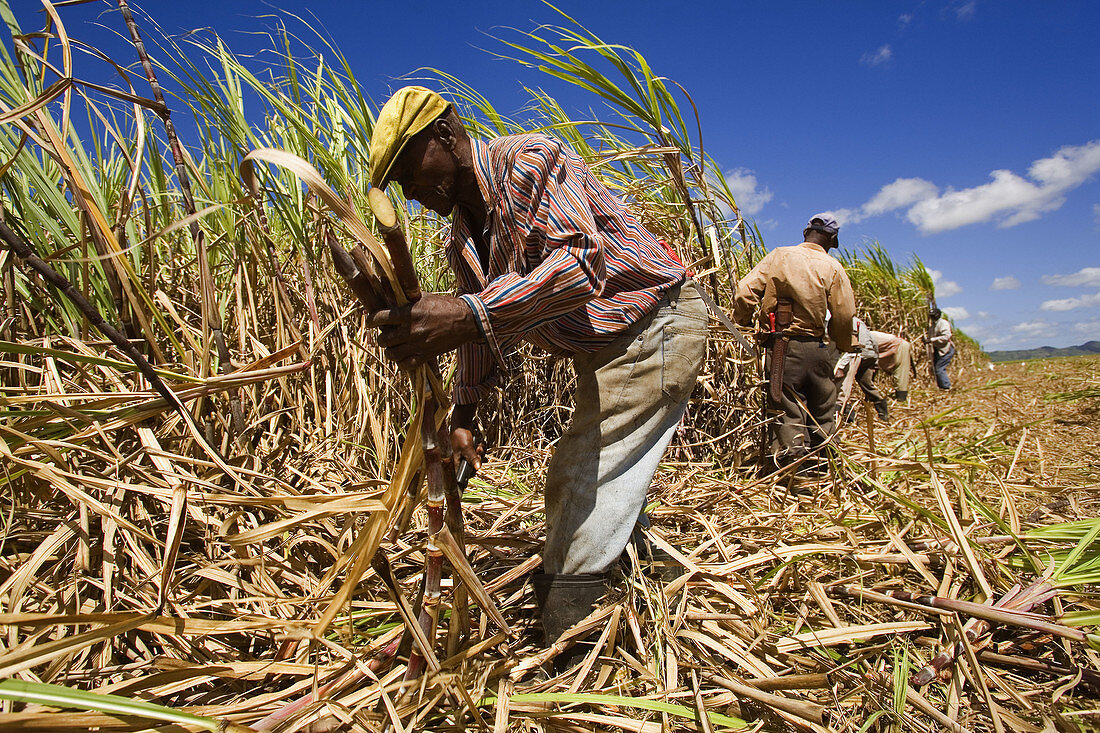 Sugar cane harvest. Dominican Republic.