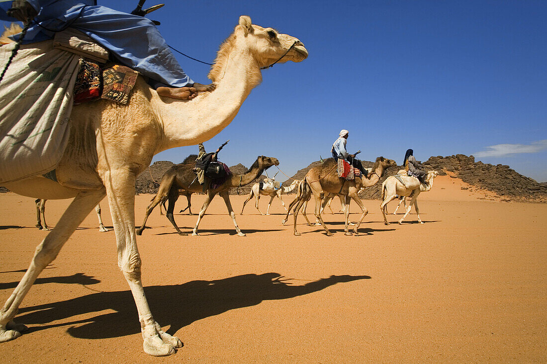Camel caravan following the old salt routes. Akakus mountain. Fezzan region. Sahara desert. Libia.