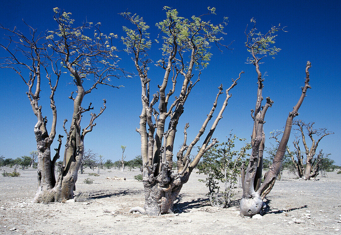 Moringa trees (Moringa ovalifolia). Etosha National Park, Namibia