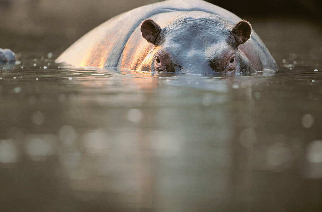 Hippopotamus (Hippopotamus amphibius). Masai Mara Natural Reserve, Kenya