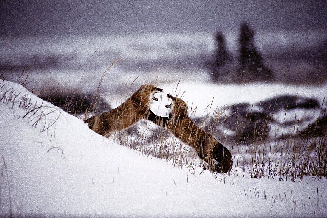 Red Fox (Vulpes vulpes). Churchill, Canada