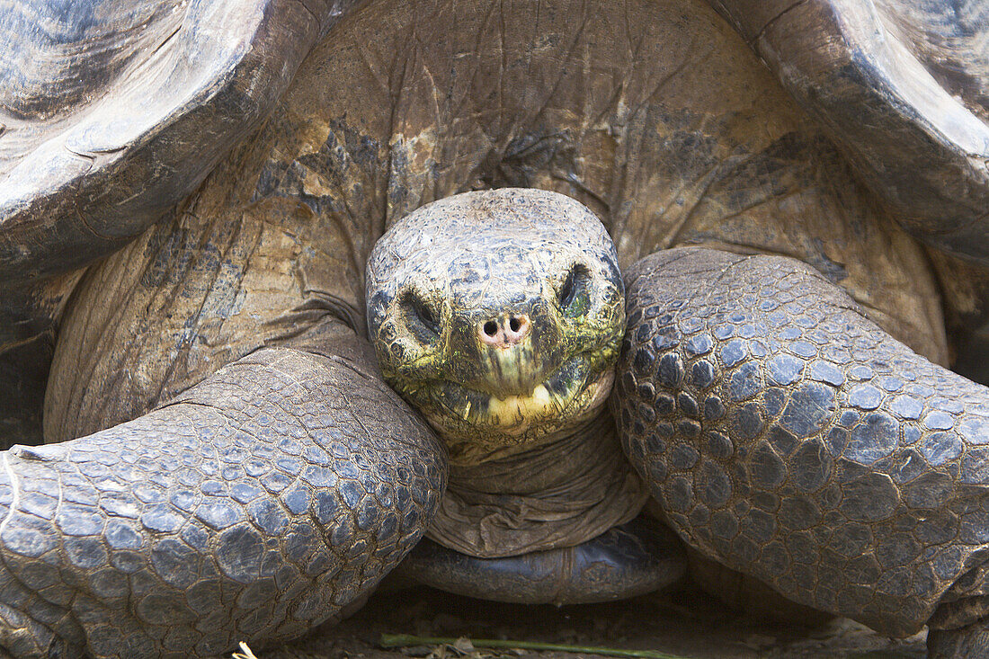 Captive Galapagos giant tortoise (Geochelone elephantopus)
