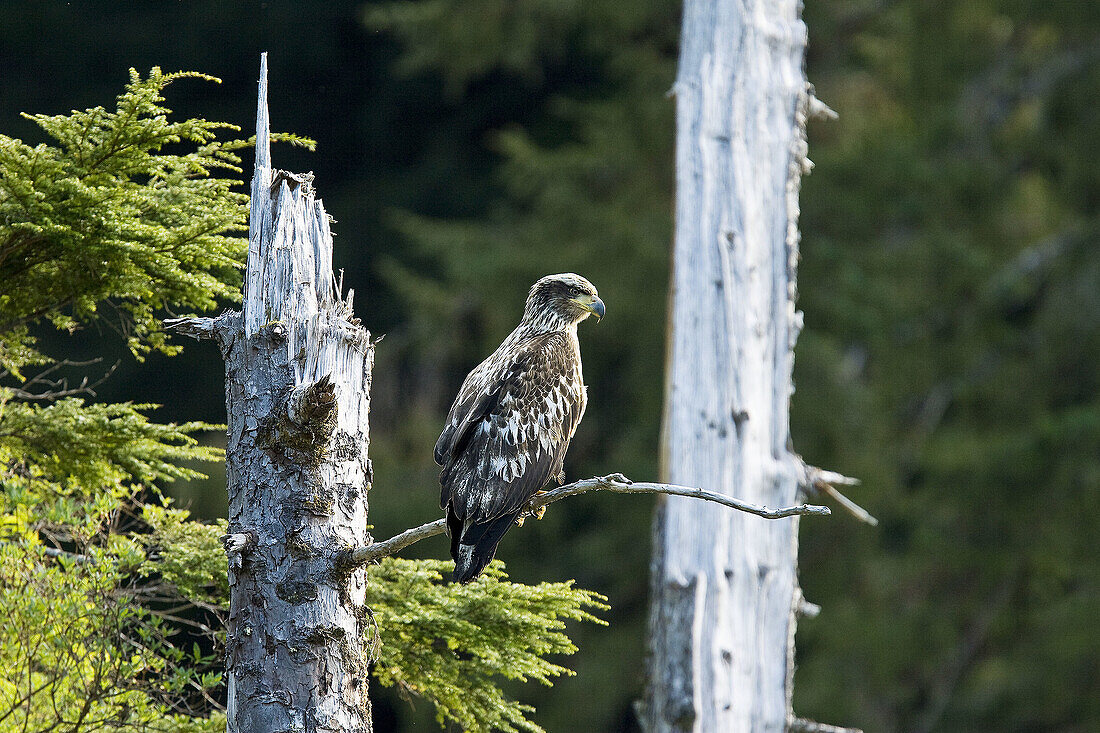 Juvenile bald eagle (Haliaeetus leucocephalus)