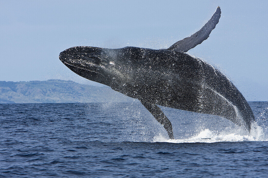 Adult humpback whale Megaptera novaeangliae