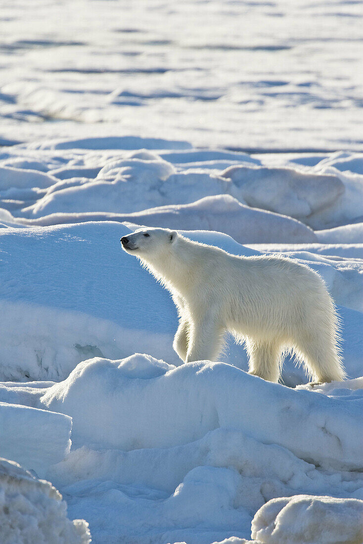 Polar bear Ursus maritimus on multi-year ice floes in the Barents Sea off the eastern coast of Edgeøya Edge Island in the Svalbard Archipelago, Norway