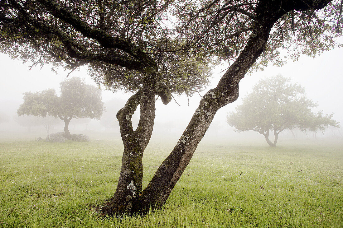 Springtime at Sierra Morena. Andalucia. Spain