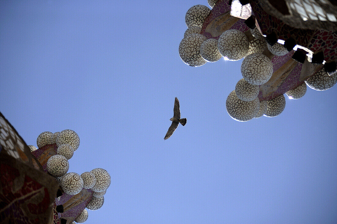 Peregrine falcon (falco peregrinus). Sagrada Familia. Barcelona. Spain