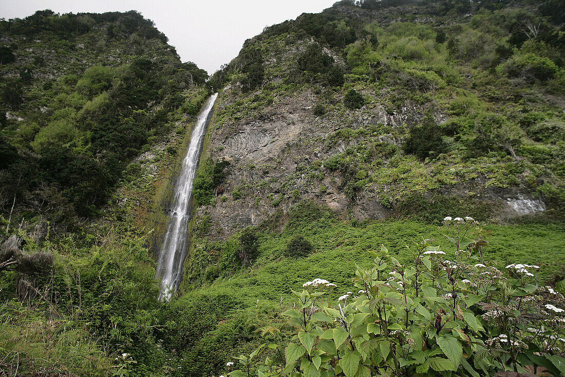 Levada' walk. Laurisilva subtropical rain forest. Madeira National Park. Madeira. Portugal