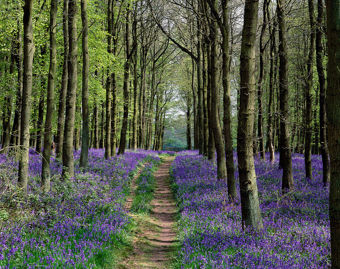 Bluebells (Hyacinthoides non-scripta), Ashridge woods. Hertfordshire, England, UK