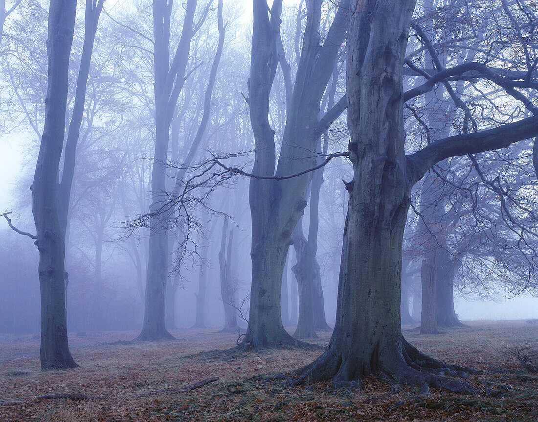 Beech (Fagus sylvatica) wood. Ashridge, Hertfordshire, England, UK