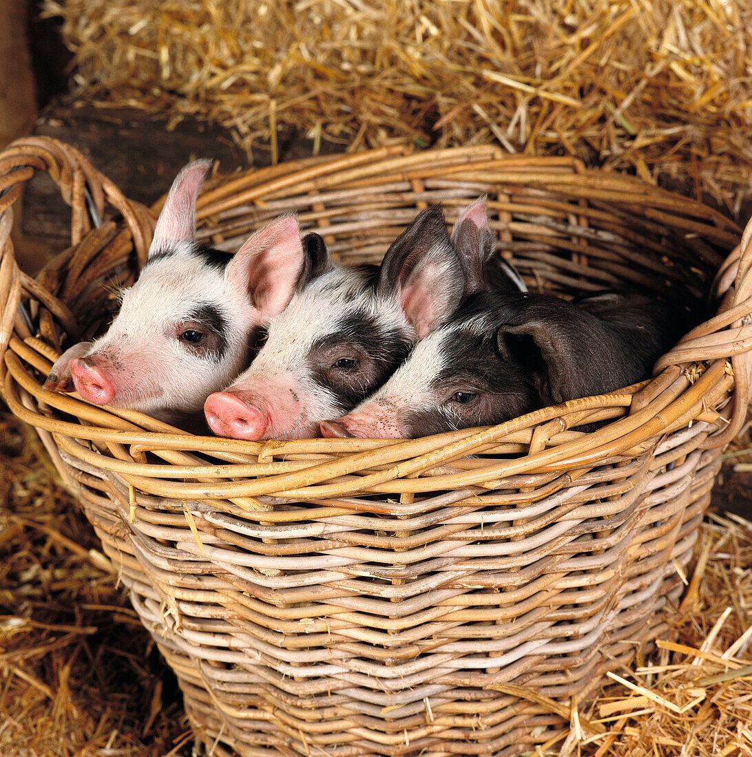 Old Berkshire piglets in basket