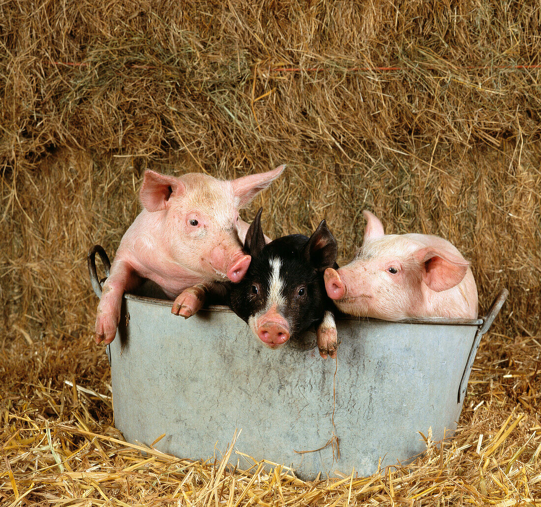 Old Berkshire and large white breed piglets