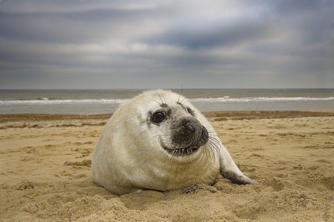 Grey Seal, Halichoerus grypus, Pup