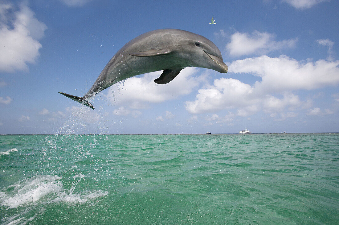 Bottle-nosed Dolphin Tursiops truncatus