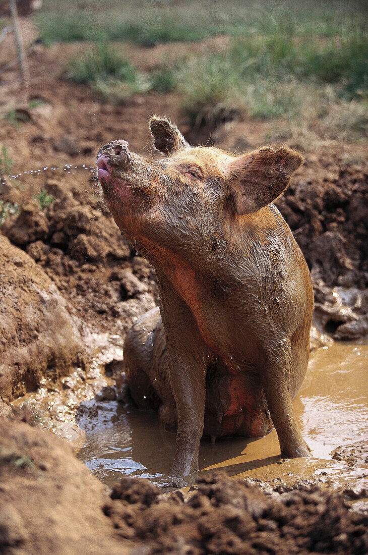 Wallowing sow