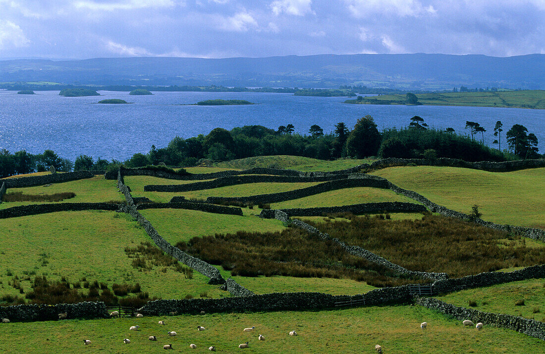 Meadow landscape with dry stone walls, Lough Corrib, Connemara, Co. Galway, Ireland, Europe