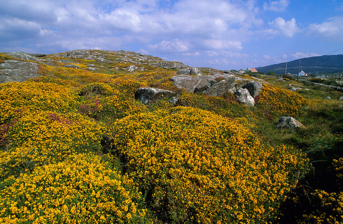 Landscape near Roundstone, Connemara, Co. Galway, Ireland, Europe