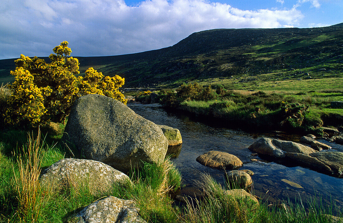 Steine und Ginster am Flussufer in idyllischer Landschaft, Wicklow Mountains, County Wicklow, Irland, Europa