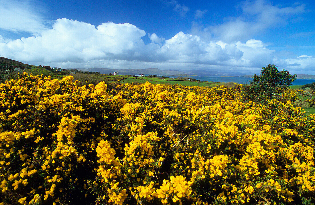 Ginster im Sonnenlicht, Landschaft in der Coulagh Bay, County Kerry, Irland, Europa