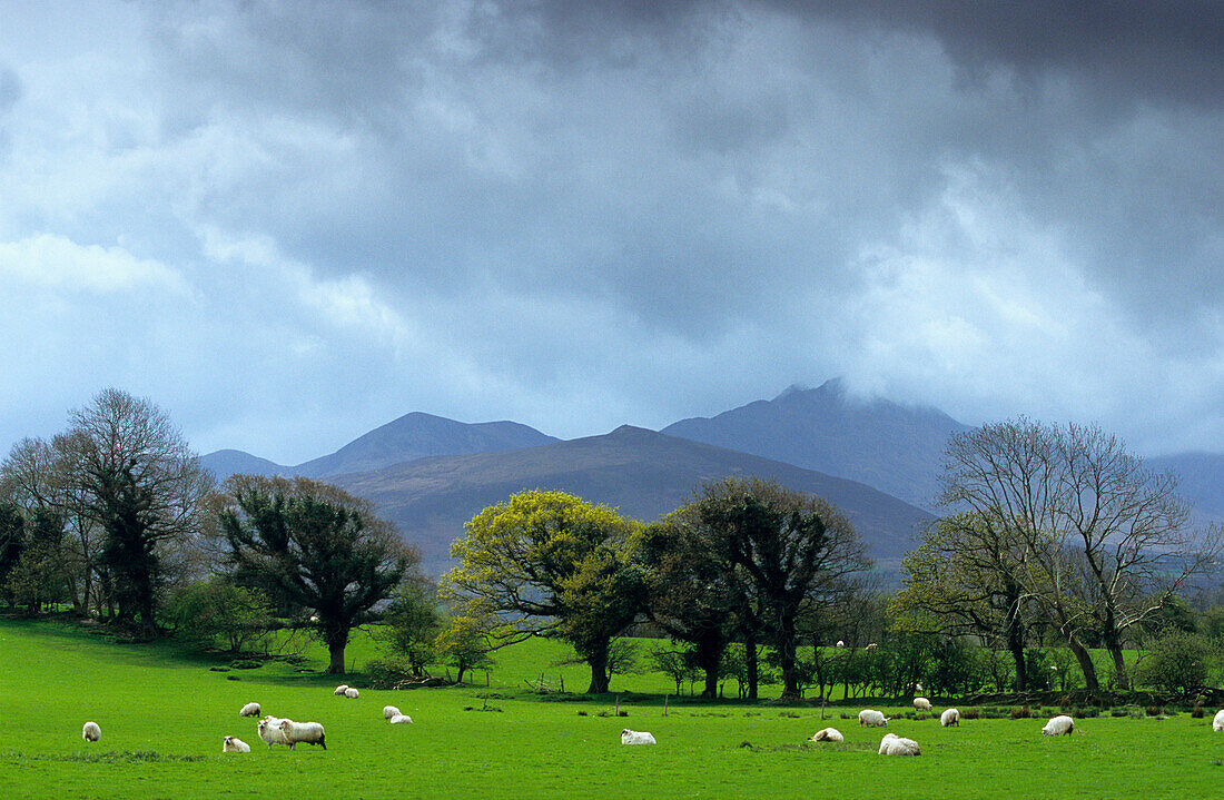 Schafe auf einer Weide unter Regenwolken, County Cork, Irland, Europa