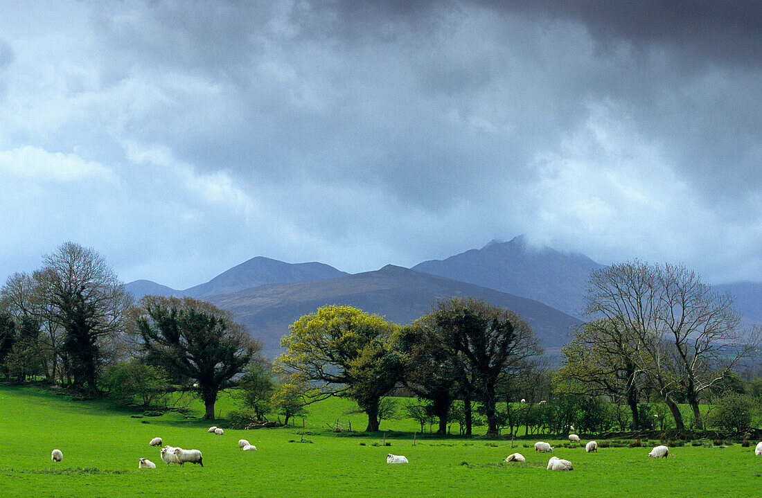 Sheep on a pasture under rain clouds, County Cork, Ireland, Europe