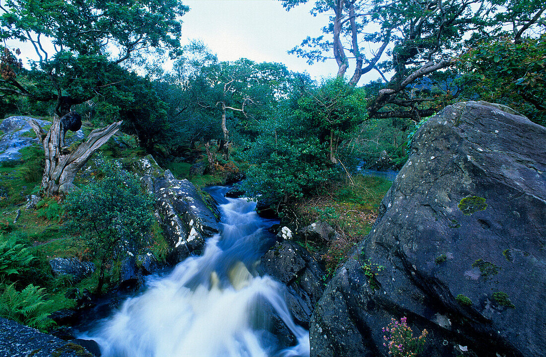 Landscape with stream and forest, Killarney National Park, County Kerry, Ireland, Europe
